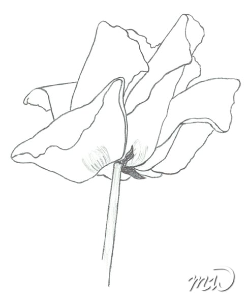 Mohnblüte