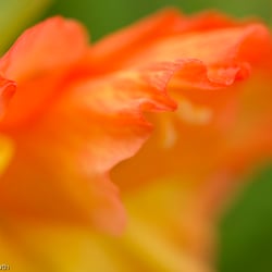 Blumenbild (30 von 60)