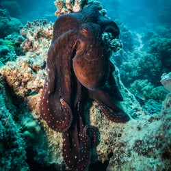 Underwater – Wide Angle Photography