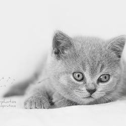 Katzenfotografie