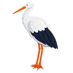 stork