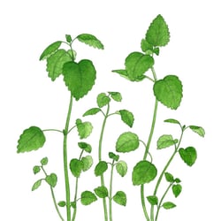 Zitonenmelisse