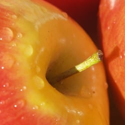 frische Äpfel