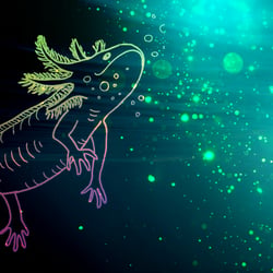 Axolotl 02