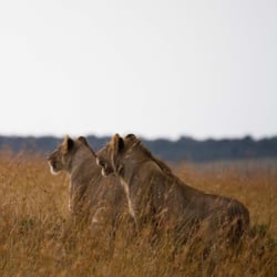 masaai mara21