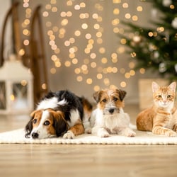 Hunde- und Katzen-Shooting