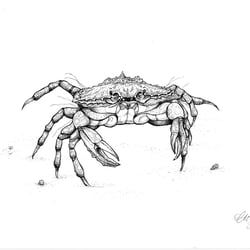 Gemeine Strandkrabbe