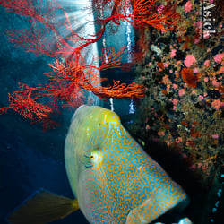 Underwater – Wide Angle Photography