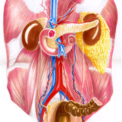 Anatomie Abdomen