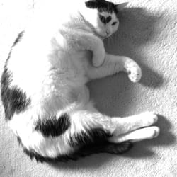 Bastet