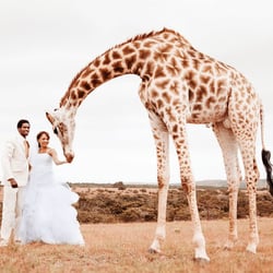 wedd 1