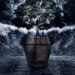 Last Tree