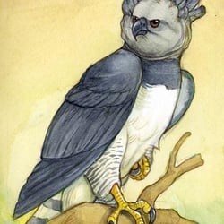 harpyie