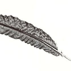 Grafische Feder