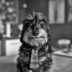Der Chef von der Urmel UG