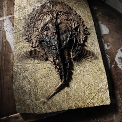 Fossil