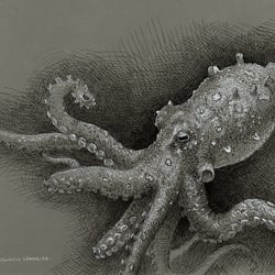 oktopus