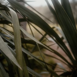 Natur 1 – Taoismus – Ein weiterer Bestandteil der ganzheitlichen Kampfkunst