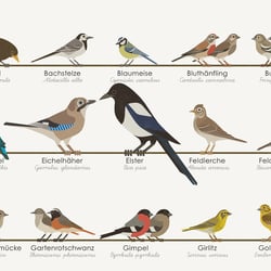 Schautafel Heimische Singvögel
