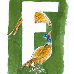 „Fasan“ aus „Das fliegende Alphabet“. Aquarell und Tusche, 2020.