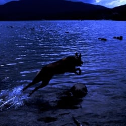 The Dog