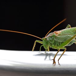 Grasshopper