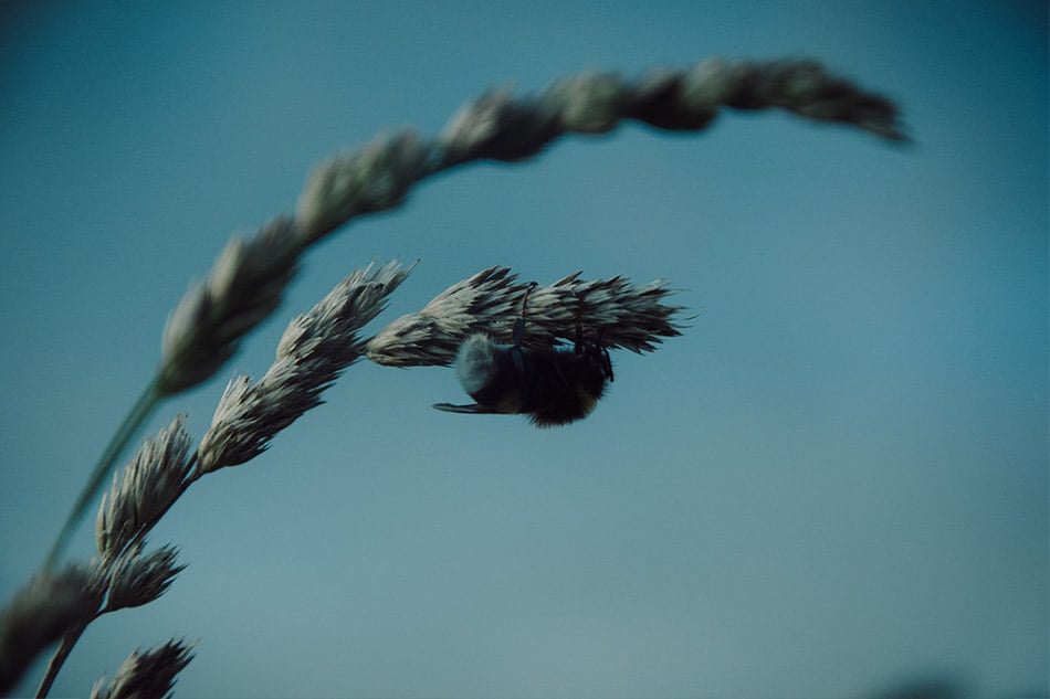Hummel-Hummel