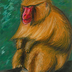 Affe