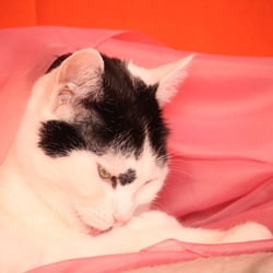 Bastet the Cat 2012 Teil 04