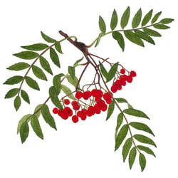 Vogelbeere