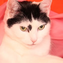 Bastet the Cat 2012 Teil 03