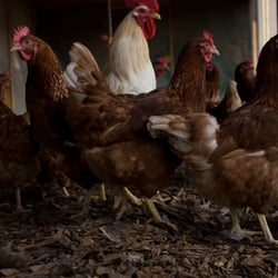 Farbanpassung, Belichtungskorrektur -vorher