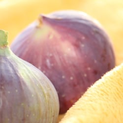 Fruits – Früchte 2012