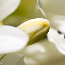 Blumenbild (18 von 60)