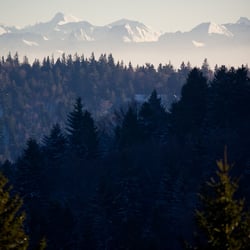 cool woods