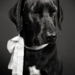 Hundefotografie 2012