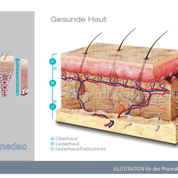 Gesunde Haut