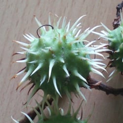 Natur 2012