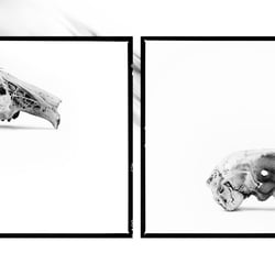 scull