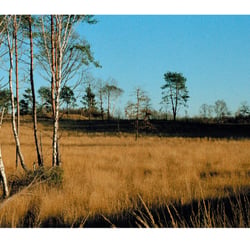 Die Heide lebt