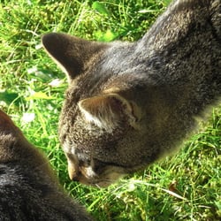 Cats Photography 2012