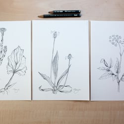 Botanische Illustration Zeichnungen