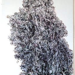 pappel II, tuschezeichnung auf lw, 150 × 110 cm,2017