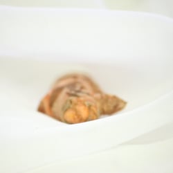 Curcuma Food 2013