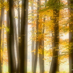 Herbstwald im Nebel, Doppelbelichtung mit verschiedenen Schärfeebenen
