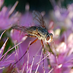 Ein Fliege auf einer Blüte