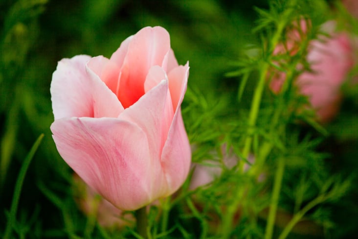 Castle Garden – A fully organic garden in Malmo – Sweden – Flower detail