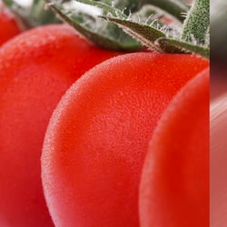 tomaten-studio-still-life-21