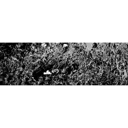 CD Cover „Kyhogina – Mindgarden“