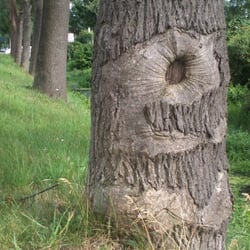 Natur 2012 Bäume